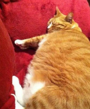 有钱人才能养得起大橘,它就是橘猫!