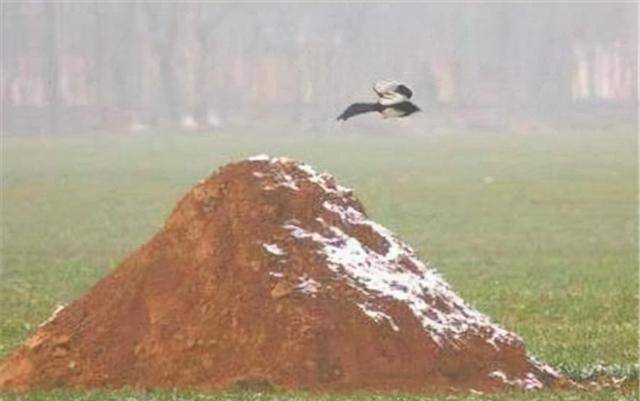当然了,在这一过程中如果雪很大,甚至把坟墓都给压住了,那么很多人