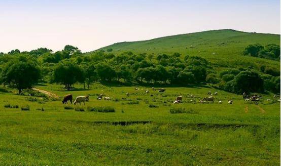 苏武流放北海,为何只吃野菜而不吃肥羊?当地人:给他胆也不敢吃