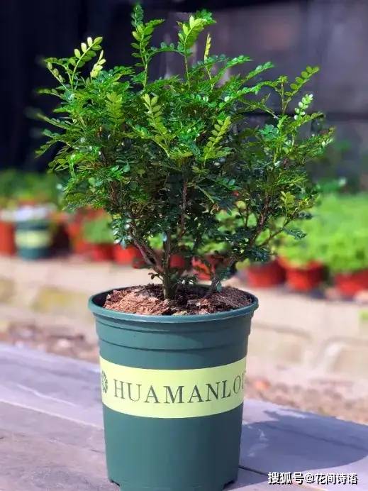 清香木,是漆树科黄连木属的多年生灌木或小乔木.