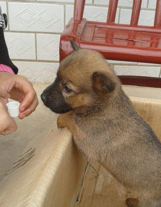 在周围人的漠视中,捡回被遗弃的中华田园犬,我却很开心