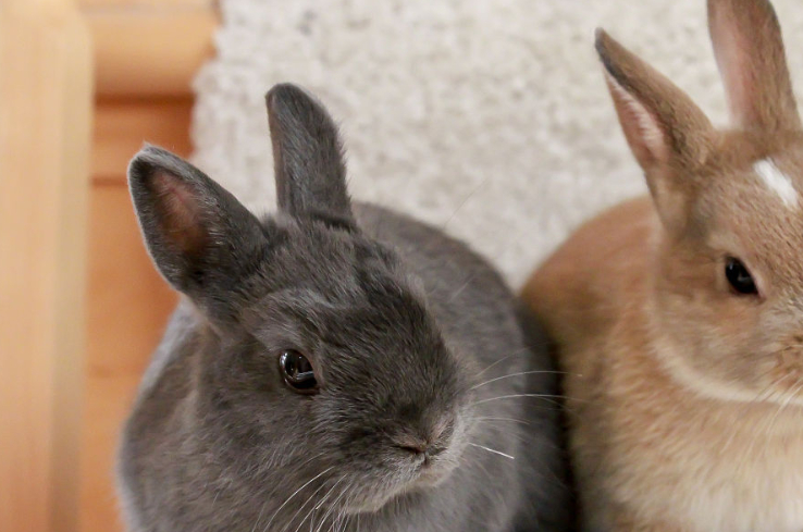 这种兔子是一种可爱的小包装,那么荷兰侏儒兔可能是适合你的品种