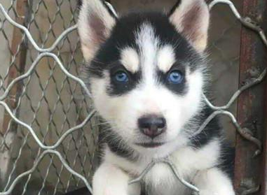 哈士奇这次在把自己给坑了,还惊扰到主人,网友:小可爱又调皮了