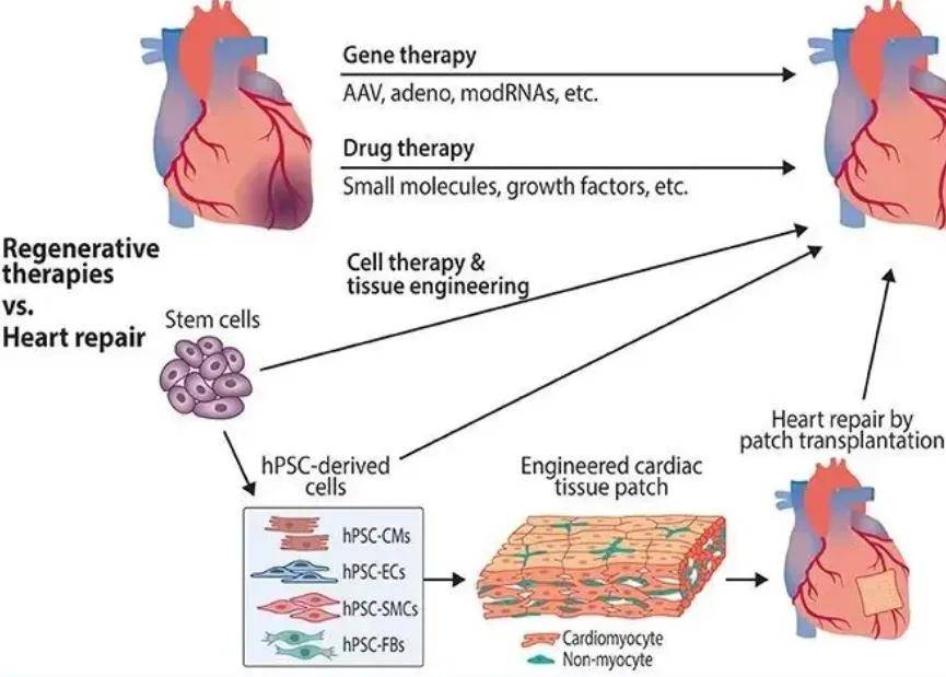 盘点 | 干细胞疗法的10大适应症及其临床案例!