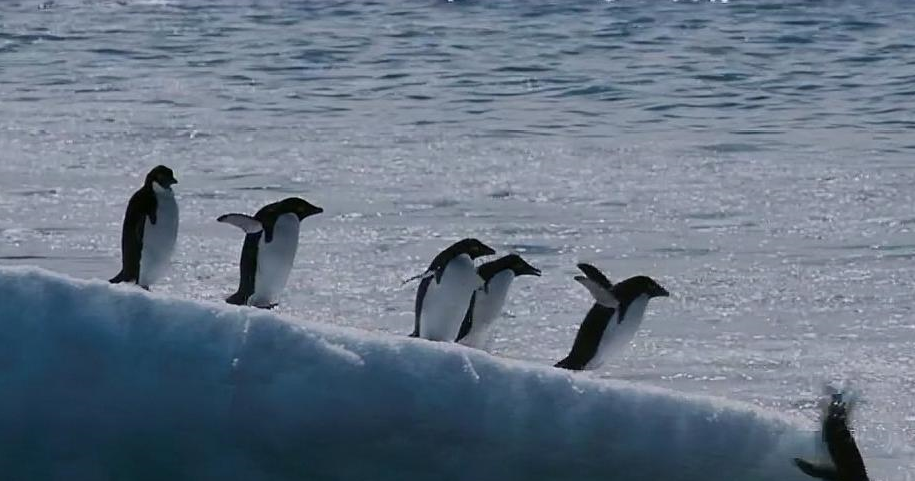 8只哈士奇,南极野外求生175天,只为等主人归来!