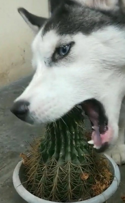 主人忽悠哈士奇摸仙人球,哈士奇神奇的做出这个动作,主人乐了!