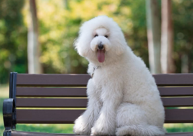 带巨贵出去玩遭它耍赖,老爸全程背着巨贵,好宠溺