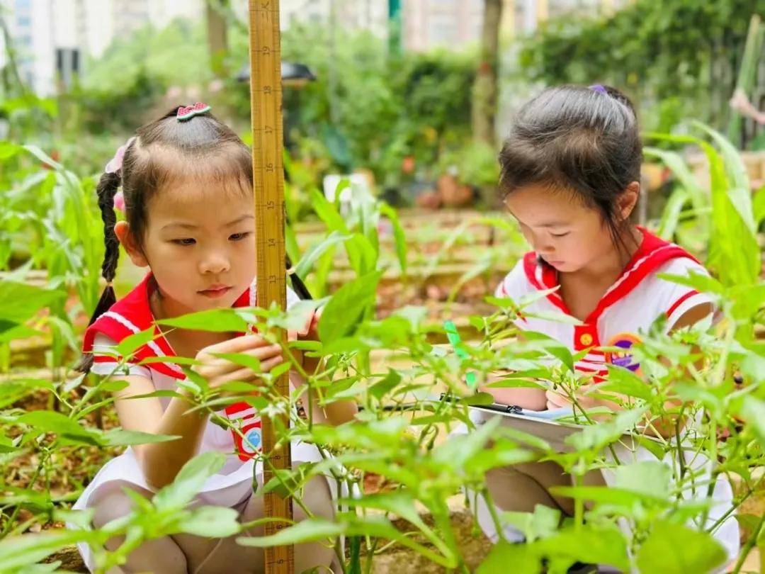 体验探究式 蔬菜种植课程|诺亚舟和庄幼儿园