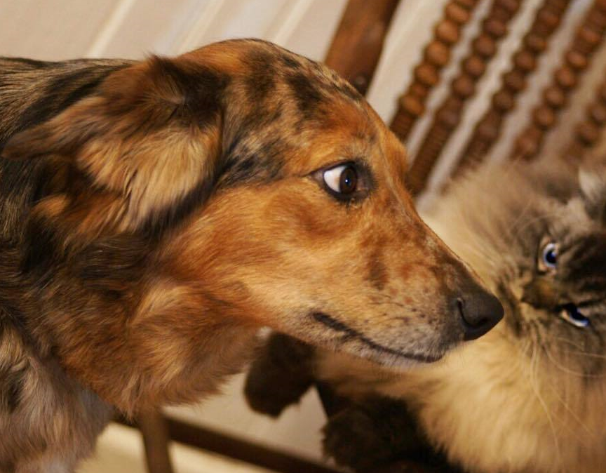 总之就是非常不给面子了……梅林脸越臭,它在网上的粉丝,就越多