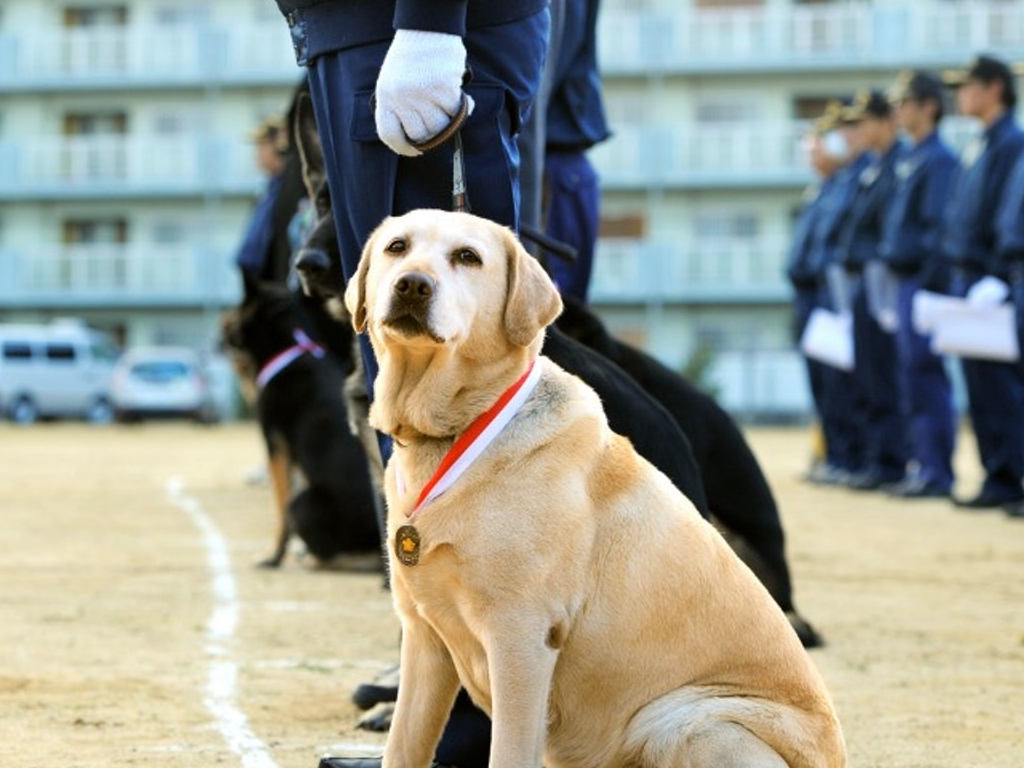 励志狗狗梦想成为警犬,连续6年失败仍坚持,事迹感人被拍成电影_kinako