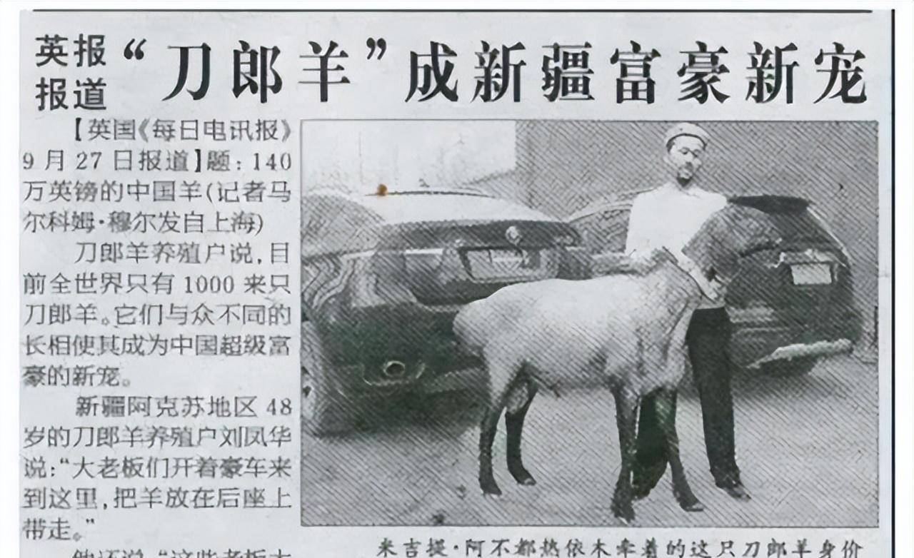 世界上最贵的四种羊,一只瓦格吉尔羊曾卖到1200万,它为啥这么贵