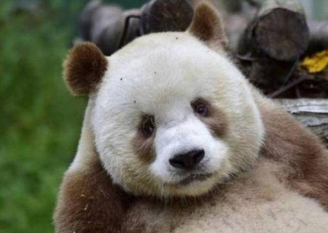 中国秦岭地区发现新"神兽",世界上仅此一只,让世界各国眼红_大熊猫