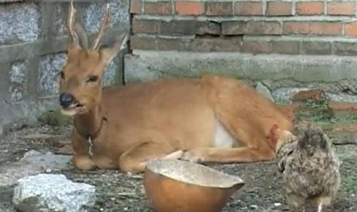 09年大爷捡到怪鹿,救活后赖着不走,长大后离家把"妈"给带回来了