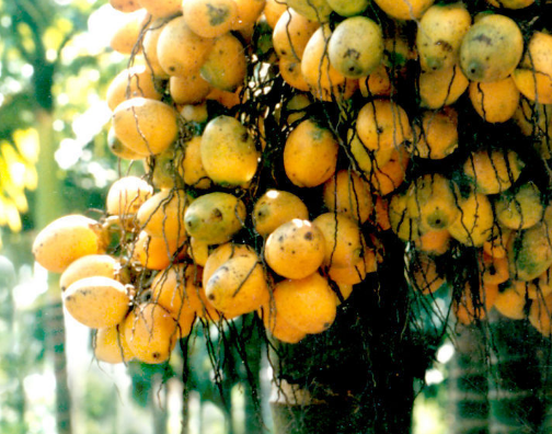 在台湾,槟榔树随处可见,特别是在乡镇和山村,成片成林.