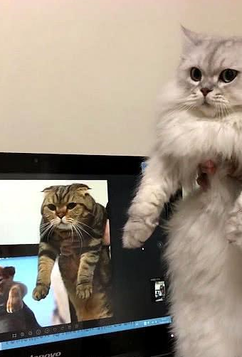 两只猫咪模仿狮子王,表情神同步,网友笑喷"戏精"出没,请注意