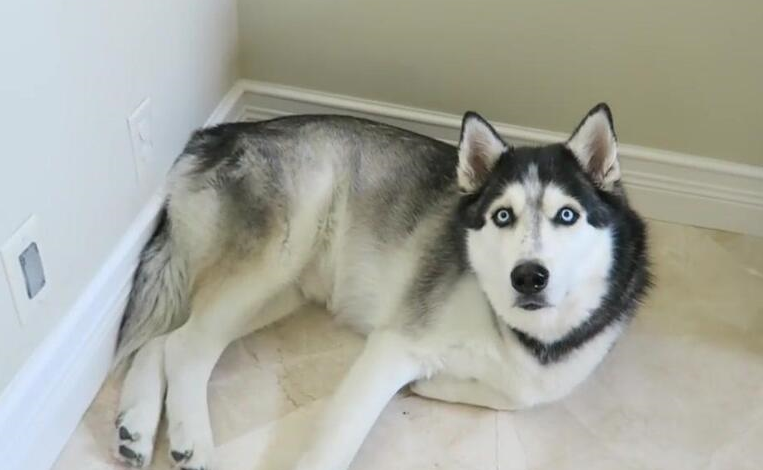 哈士奇犬的特点与起源