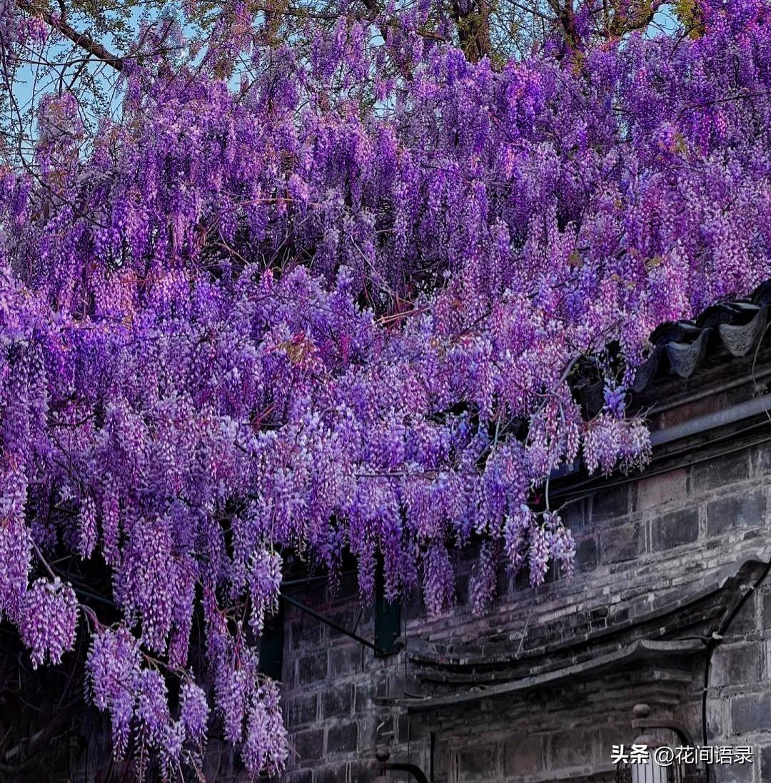 南京小巷子里的花太惊艳了_zgcpx_紫藤_www
