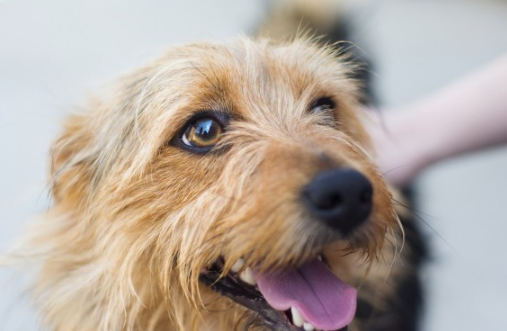 自制狗粮:如何自己创建一份最适合狗狗的膳食计划?