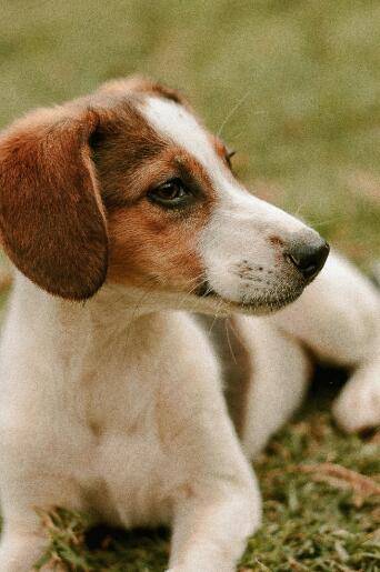 泪腺是狗狗眼睛的一个小部分,平常会分泌泪液来滋润眼球,这些泪液一般