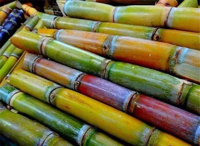 甜味革命:古代台湾为何能避免成为甘蔗种植园?