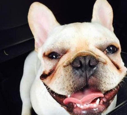 盘点最易得"泪痕"的5种狗狗,网友:治疗的过程真的很长!