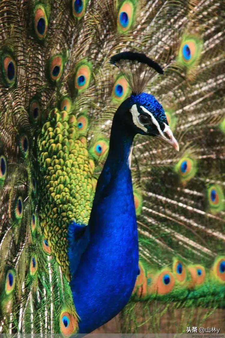 孔雀开屏摄影获奖作品欣赏