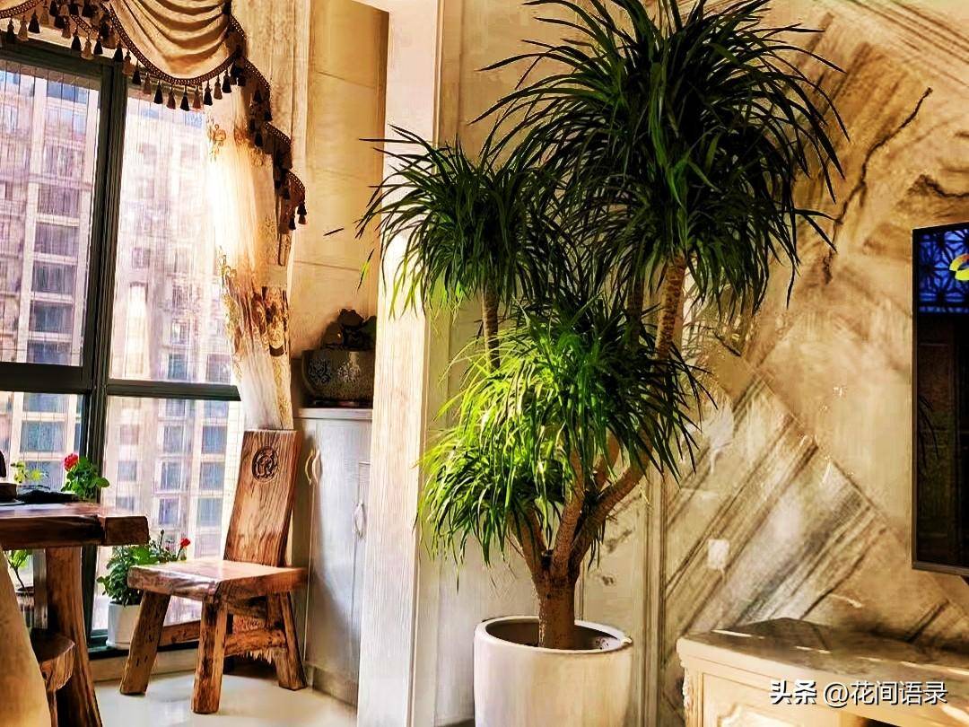 在客厅养一盆超大绿植,豪华感满满