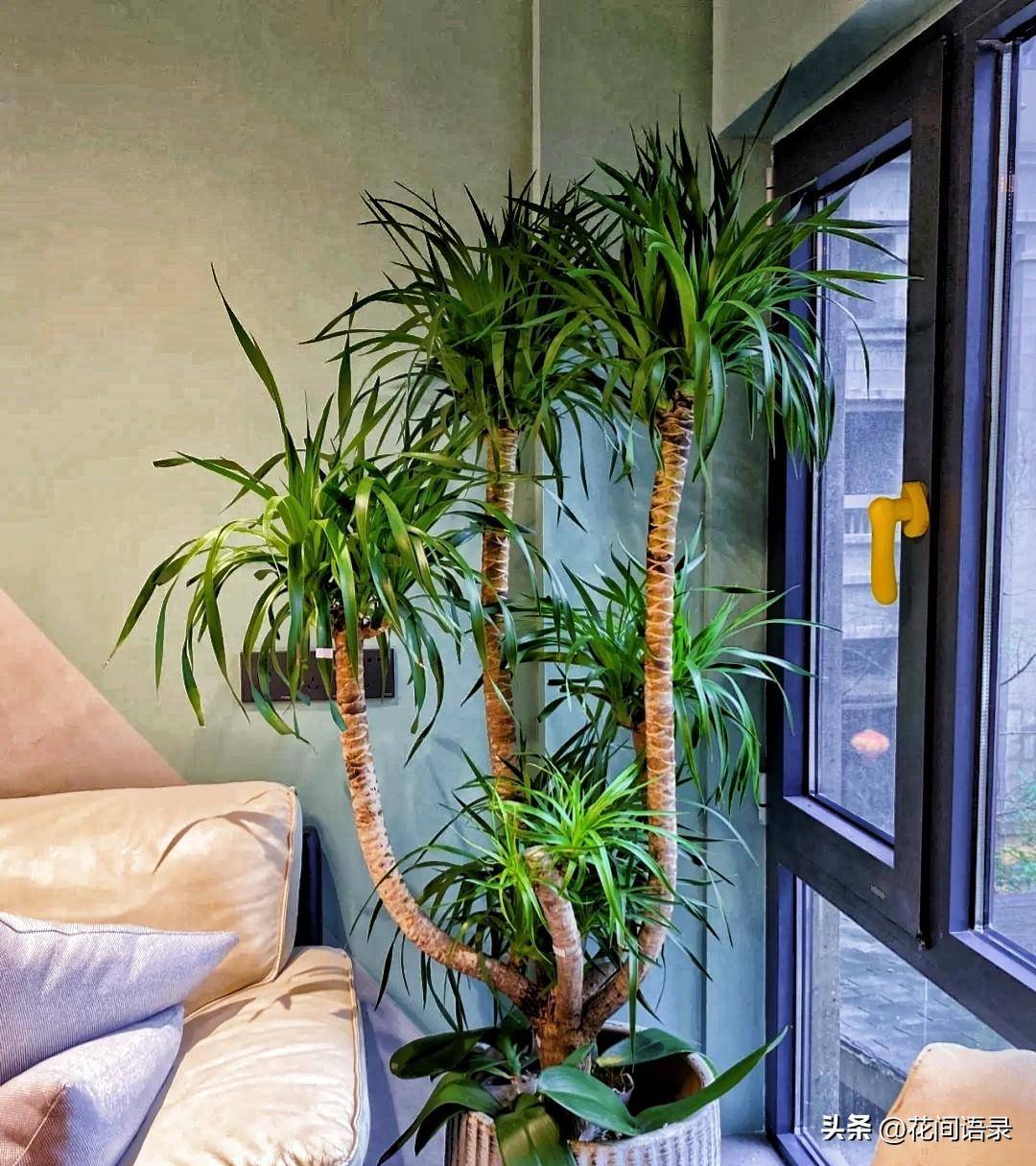 在客厅养一盆超大绿植,豪华感满满