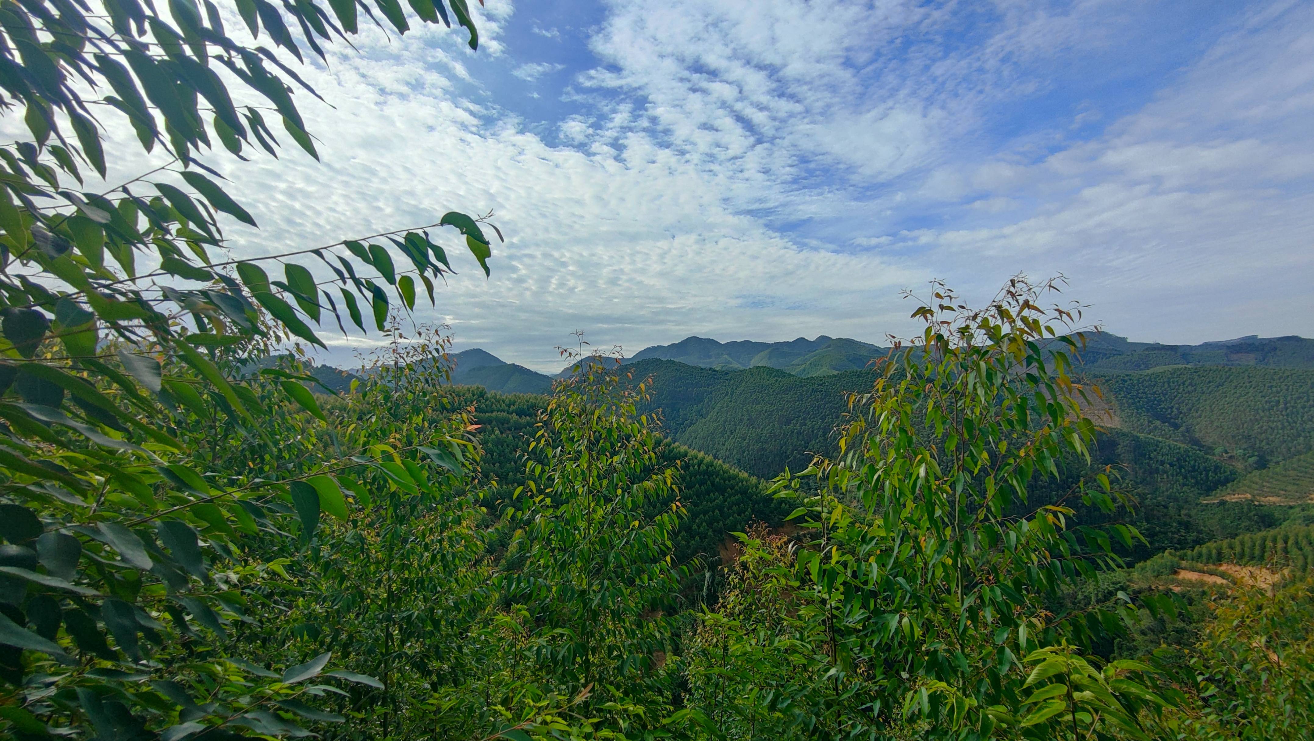 耳朵壁纸风景图片