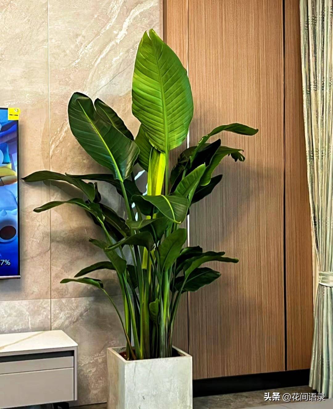 一,天堂鸟总结了几款非常适合现代居家装修风格的超大绿植.