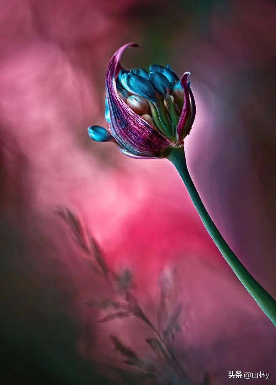 花卉微距摄影金奖作品欣赏