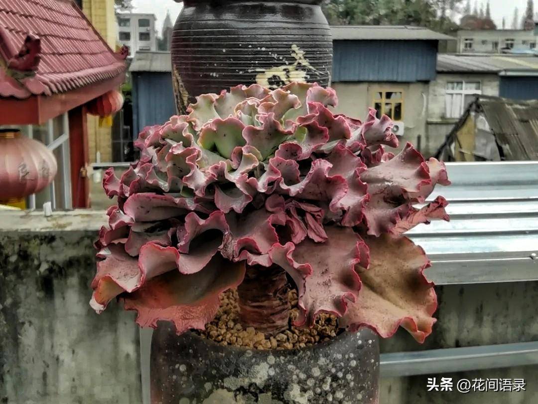 越养越难看的网红多肉盘点,新手千万别养