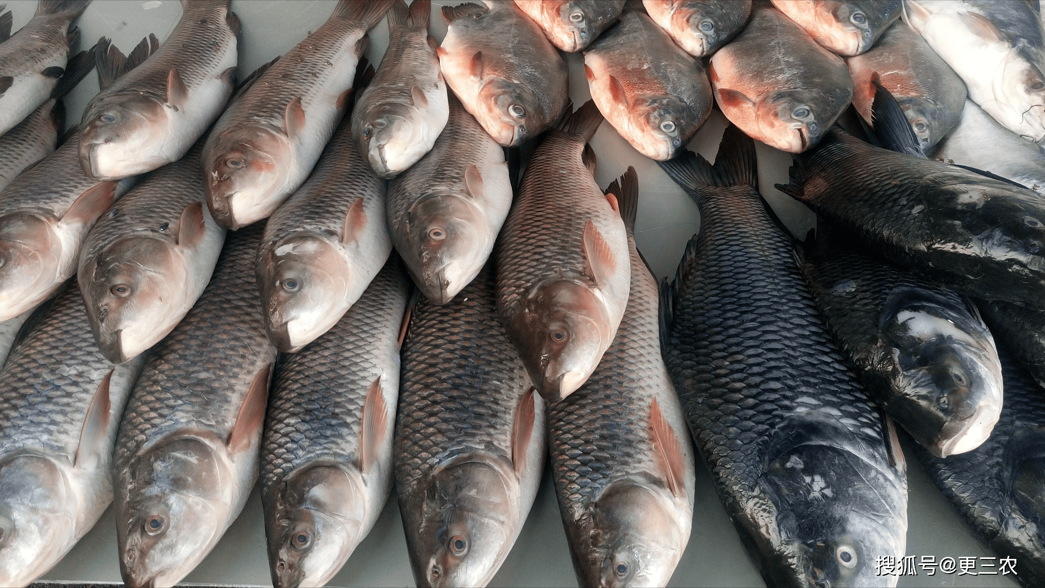 6月3日调价后92号汽油价格,鱼价,蛋价如何?