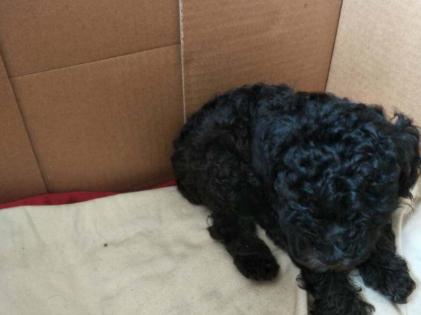 黑泰迪洗个澡后就大翻身了,还忍心再将它抛弃吗?希望好好珍惜吧