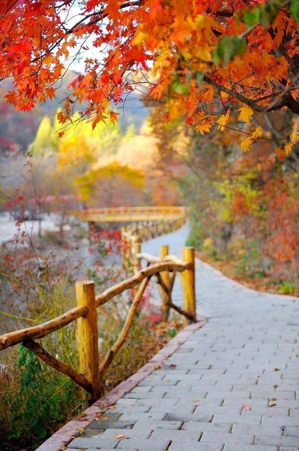 顶级绝美秋色美景,绚丽迷人