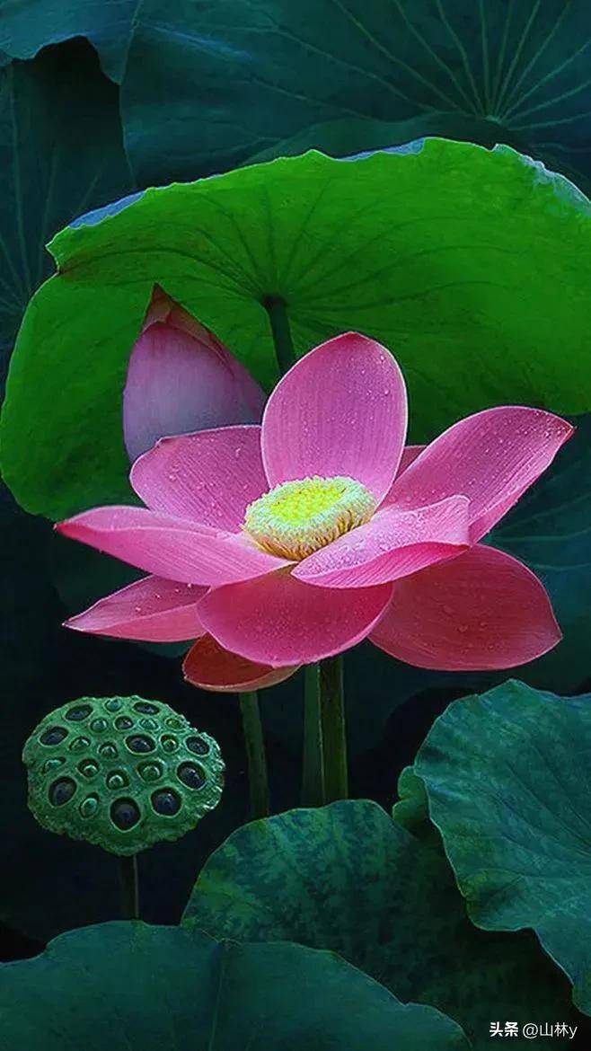 漂亮的荷花壁纸,清新怡人