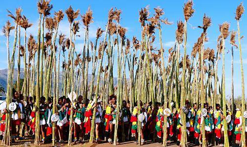 成千上万的斯威士兰未婚少女都要从全国各地赶到首都,参加芦苇舞节