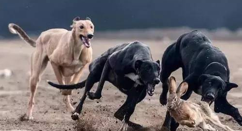 被誉为深山侠客的4大原生犬,其中它在深山中散养,已沦为野生犬