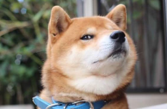 等红灯时,柴犬把头伸出窗外,另一辆车窗摇下来,探出来一只金毛