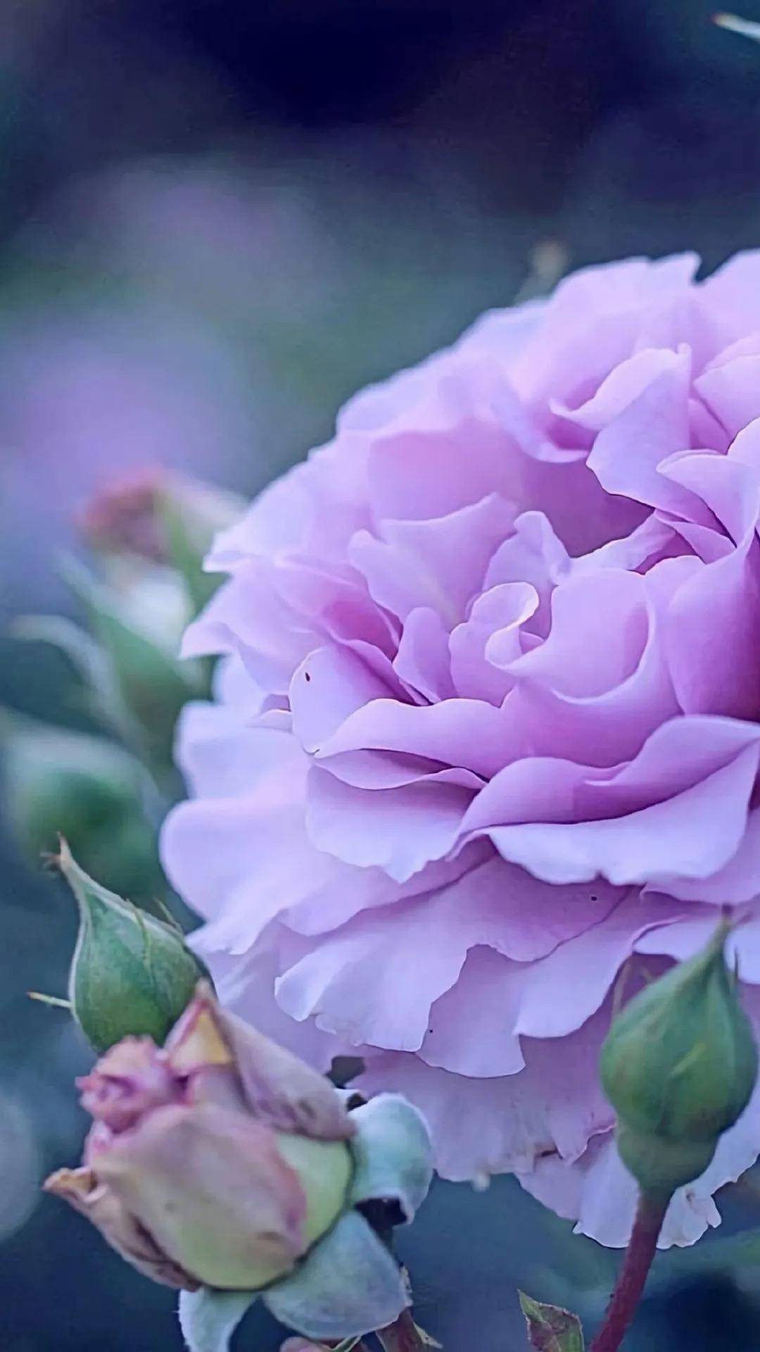 娇艳美丽的花朵,太美太迷人