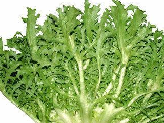 农村特有的抗癌野菜,城里人想吃上,乡下得有个好亲戚