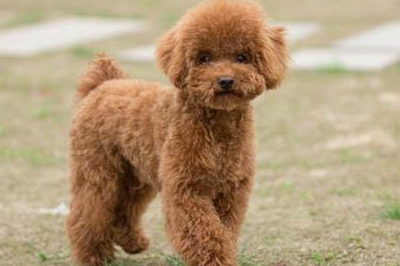 养泰迪犬最忌讳主人做这3件事,新手主人千万不能犯,一定要切记_狗狗