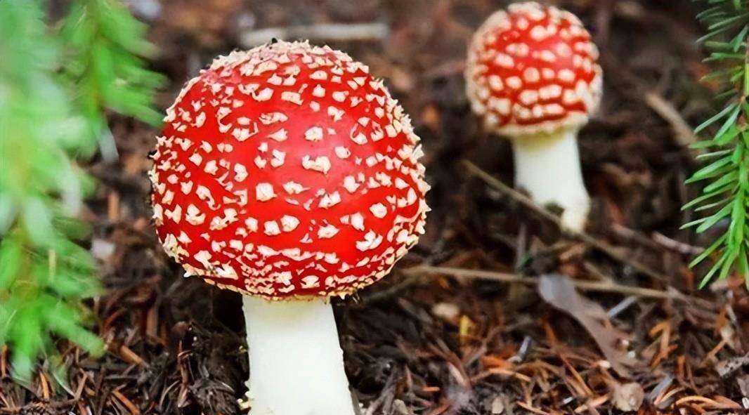 红色的细条状的蘑菇图片