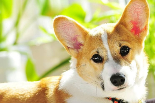 柯基犬身上的缺点很多,不过它的这两个优点,其他狗狗都没有!