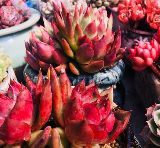 教你挑选健康的多肉植物,每一个特点都要看,避免种不活!