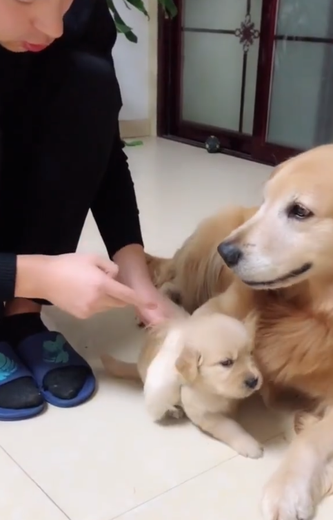 金毛_孩子_儿子