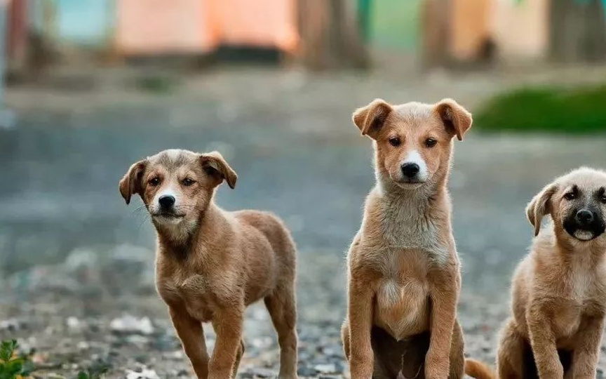 纯种血统去过度繁殖,它们对你的爱没有高低等级之分……中华田园犬,就