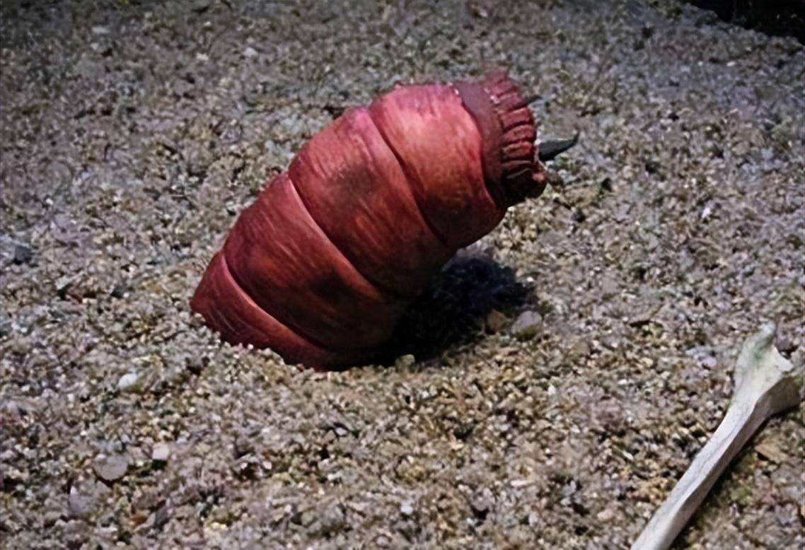 中国近代未解之谜,蒙古死亡蠕虫真的存在吗?太神秘了