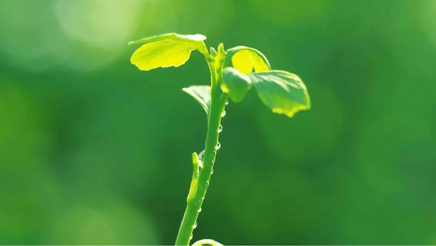 绿色的兴安简谱图片