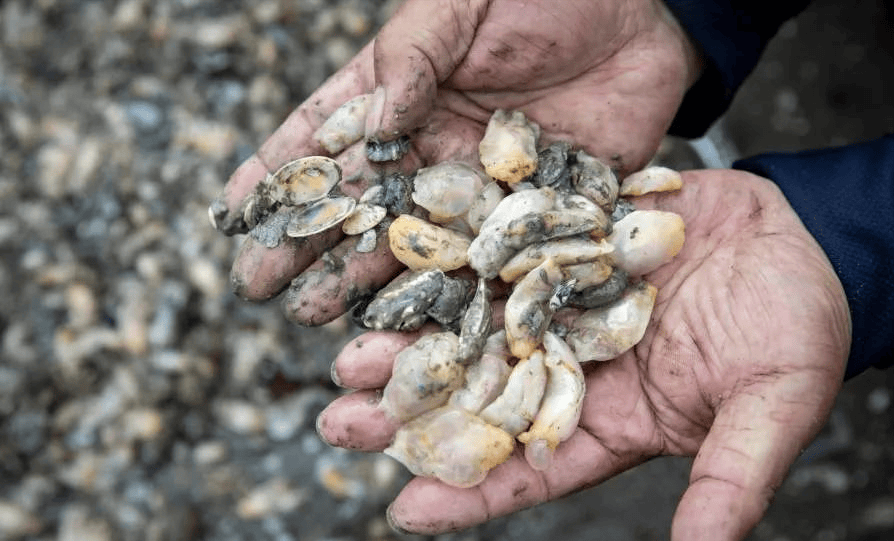 而它的样貌跟我们吃的泥螺长相非常相似,而贝类养殖户也称从没有见过